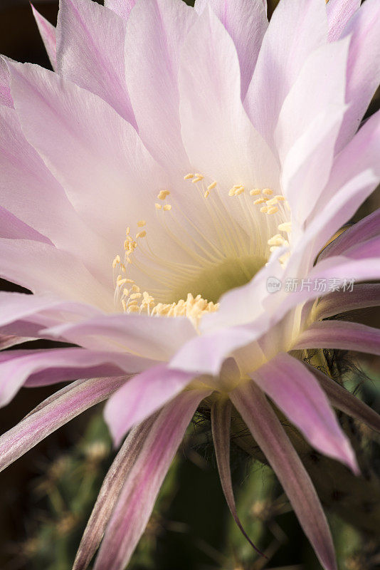 开花Echinopsis Spachiana Kaktus的特写